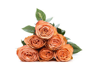 pink roses isolated on white background - Image