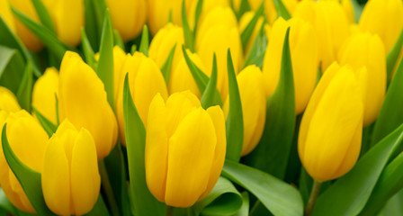 Beautiful yellow tulips. The beginning of the spring holidays. Background for greeting cards.