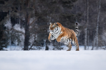 Obraz premium Siberian Tiger on snow. Beautiful, dynamic and powerful photo of this majestic animal. Set in environment typical for this amazing animal. Winter freeze, birches and meadows. 