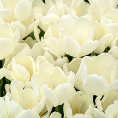 Beautiful white tulips. The beginning of the spring holidays. Background for greeting cards.