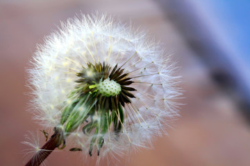 art photo of dandelion seeds close up on natural blurred background