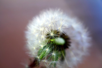 art photo of dandelion seeds close up on natural blurred background