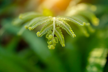 Macro of fern leaves with sunlight in the morning.