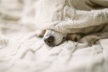 Hundenase unter der Decke. kranke Grippehundnase im Bett. Gemütliches Zuhause erholen © Iryna&Maya