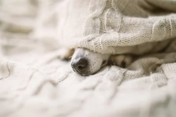 Hundenase unter der Decke. kranke Grippehundnase im Bett. Gemütliches Zuhause erholen © Iryna&Maya