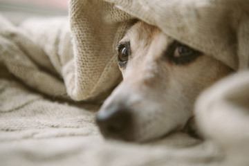 Sad relaxed sleepy dog eyes aunder the blanket. Napping at cozy bed. Pet comfortable rest care