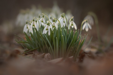Delicate Snowdrop flower is one of the spring symbols telling us winter is leaving and we have warmer times ahead. Fresh green well complementing the white blossoms.
