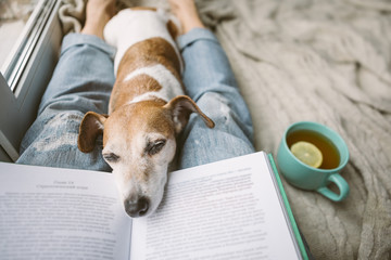 Napping dog and book. Perfest relaxed cozy weekend. Hot tea and interesting book - obrazy, fototapety, plakaty