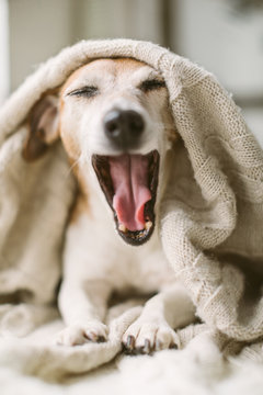 Funny yawning talking screaming dog Jack Russell terrier muzzle with open mouth. wrapped in a beige blanket. weekend relax