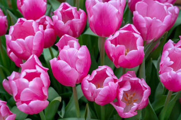 Beautiful pink tulips. The beginning of the spring holidays. Background for greeting cards.
