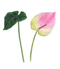 Tropical flowers watercolor set botanical illustration Anthurium