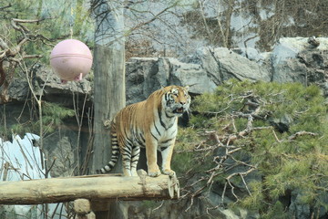 tiger