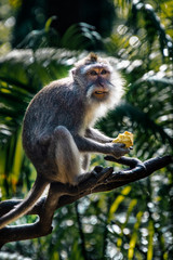 Naklejka na ściany i meble Bali Monkey Forest