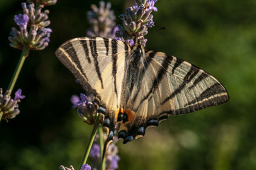 Papilio machaon butterfly on lavender angustifolia, lavandula