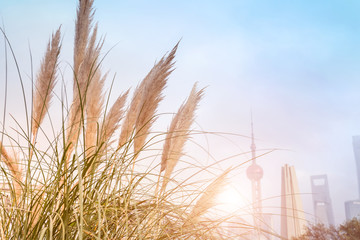 Fototapeta premium Prospect is Reed's Lujiazui, Shanghai..