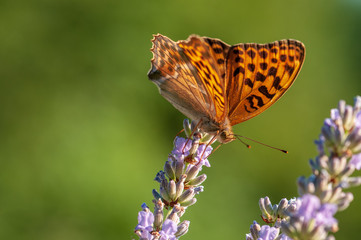 Argynnis paphia butterfly on lavender angustifolia, lavandula