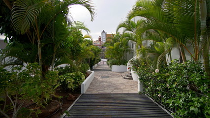 Fototapeta na wymiar Pathwalk with growing green palm trees around.