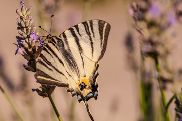 Papilio machaon butterfly on lavender angustifolia, lavandula