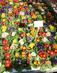 Naklejka premium spring flowers in the florist shop in the flower market