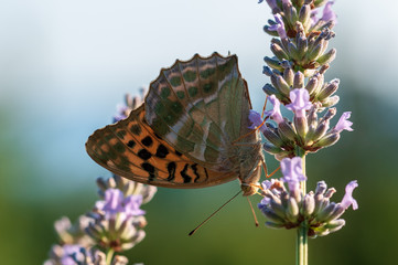 Argynnis paphia butterfly on lavender angustifolia, lavandula