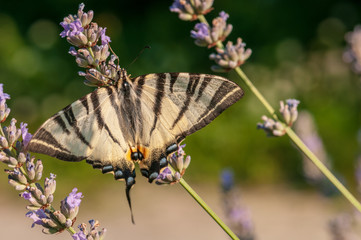 Papilio machaon butterfly on lavender angustifolia, lavandula