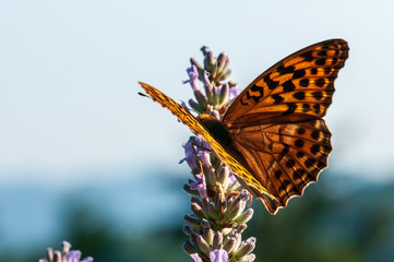 Argynnis paphia butterfly on lavender angustifolia, lavandula