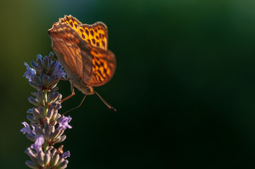 Fototapeta na wymiar Argynnis paphia butterfly on lavender angustifolia, lavandula