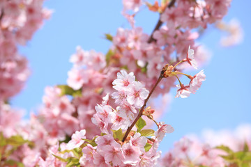 青空と満開の桜（河津桜） Cherry Blossoms (Kawazu-zakura)