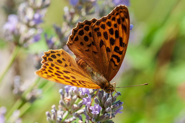 Argynnis paphia butterfly on lavender angustifolia, lavandula