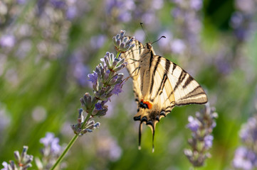 Papilio machaon butterfly on lavender angustifolia, lavandula