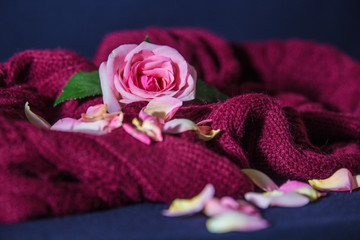 Pink rose and petals lying on a knitted bedspread