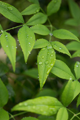 雨の中のナンテンの葉