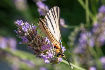 Papilio machaon butterfly on lavender angustifolia, lavandula