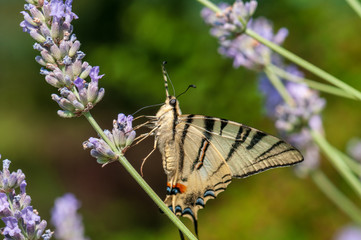Papilio machaon butterfly on lavender angustifolia, lavandula
