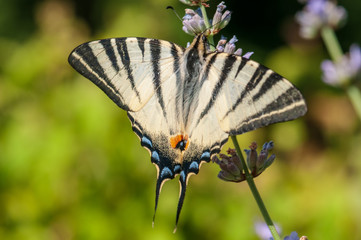 Papilio machaon butterfly on lavender angustifolia, lavandula