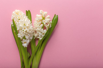 boukuet hyacinth close-up on pink background