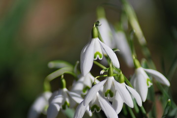 Schneeglöckchen (Galanthus)