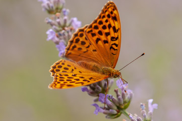 Argynnis paphia butterfly on lavender angustifolia, lavandula