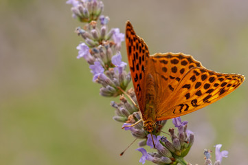 Argynnis paphia butterfly on lavender angustifolia, lavandula