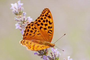 Argynnis paphia butterfly on lavender angustifolia, lavandula