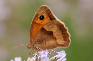 Maniola jurtina butterfly on lavender angustifolia, lavandula in sunlight in herb garden