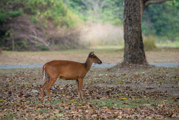Samba deer while feeding in the meadow. Khao Yai National Park, Thailand