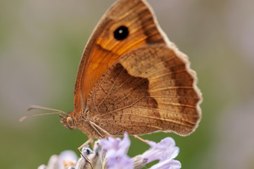 Maniola jurtina butterfly on lavender angustifolia, lavandula in sunlight in herb garden