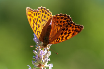 Obraz premium Argynnis paphia butterfly on lavender angustifolia, lavandula