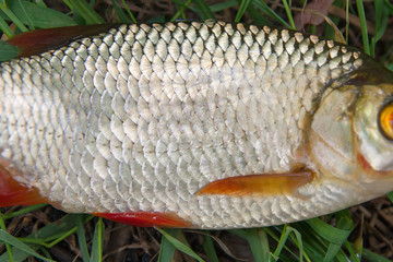 Close up view of common rudd fish just taken from the water. Common rudd fish scales as natural background.