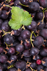 Black currant with green leaf as background..