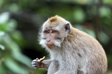 Naklejka na ściany i meble Portrait of eating monkey.