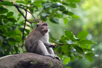 Small monkey is sitting on a branch of tree.