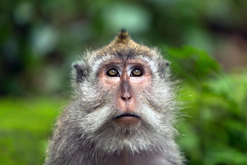Portrait of the monkey face.