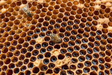 Close up view of the working bee on the honeycomb with sweet honey..